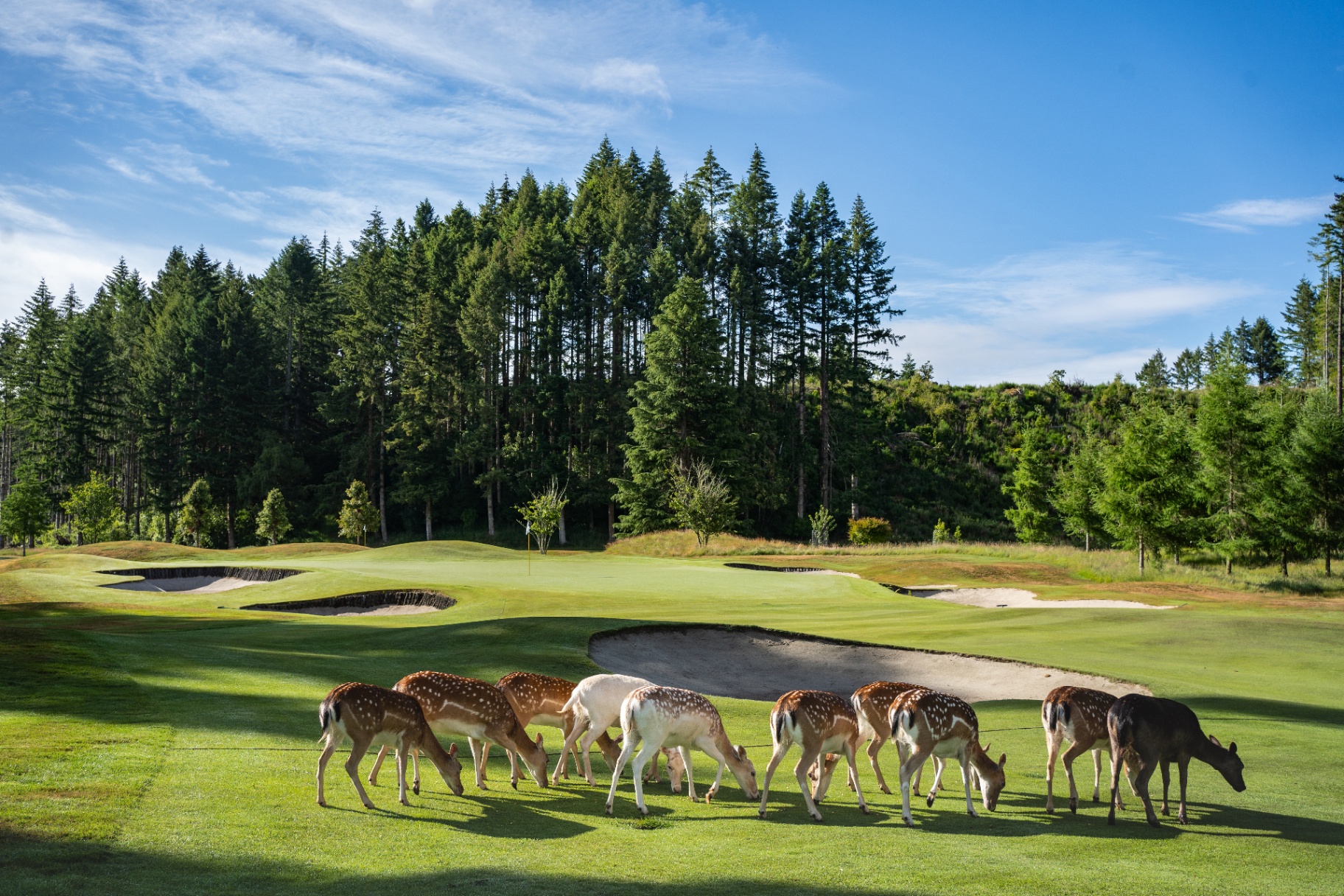 Wairakei Golf & Sanctuary
